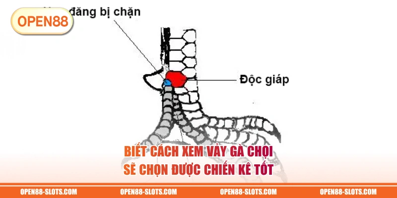 Biết cách xem vảy gà chọi sẽ chọn được chiến kê tốt